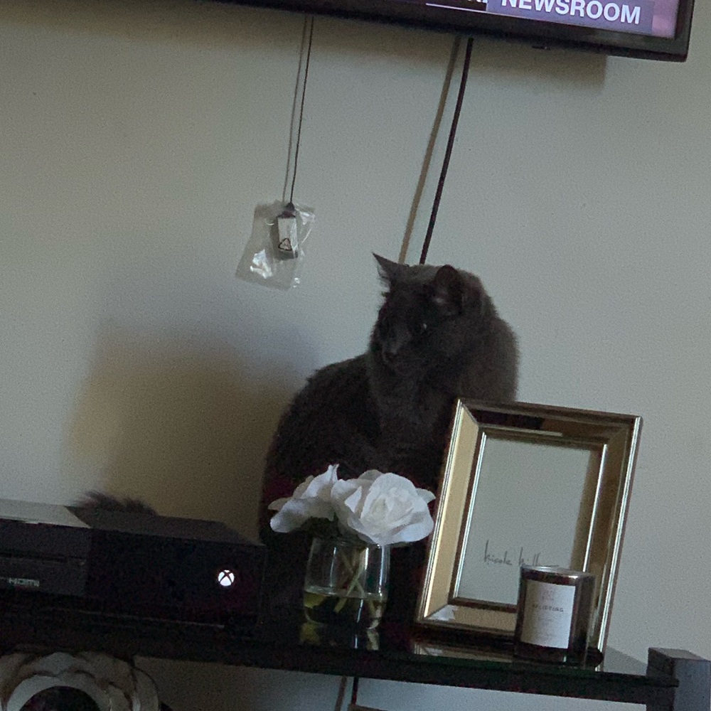 Meet your Posher, Laila